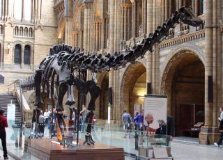 Dippy the dinosaur is on tour in Northern Ireland this Autumn.