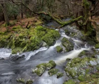 Tollymore Forest -  Co. Down