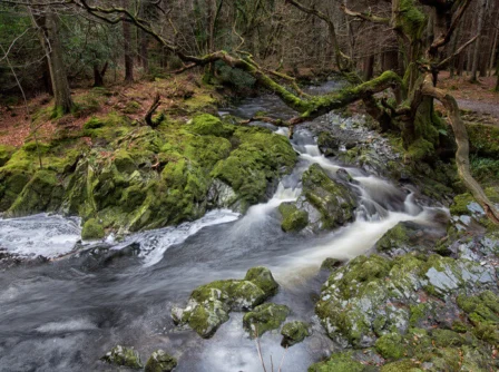 Serene forest stream surrounded by lush moss and trees.