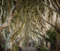 Dark Hedges - Stranocum, Co. Antrim