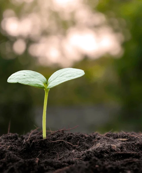 Small green plant sprouting in rich soil against a blurred, verdant background.