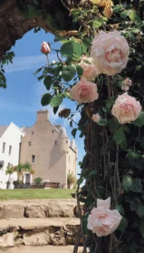 Beautiful roses frame a historic hotel under a clear blue sky.